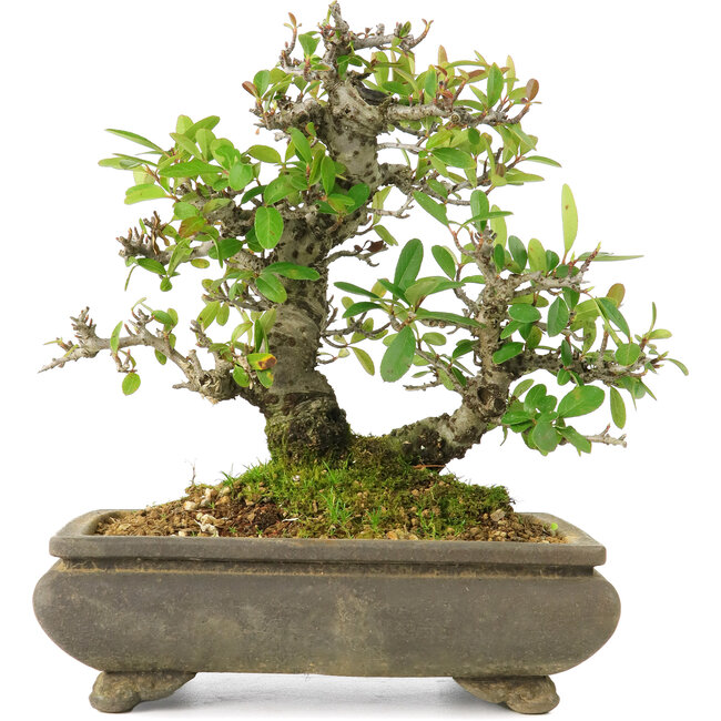 Pyracantha, 19 cm, ± 20 anni, in vaso screpolato, con piccoli fiori rossi