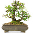 Pyracantha, 19 cm, ± 20 years old, in a cracked pot, with small red flowers
