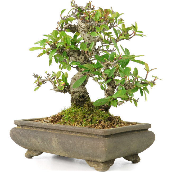 Pyracantha, 19 cm, ± 20 anni, in vaso screpolato, con piccoli fiori rossi