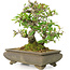 Pyracantha, 19 cm, ± 20 anni, in vaso screpolato, con piccoli fiori rossi