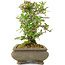 Pyracantha, 19 cm, ± 20 years old, in a cracked pot, with small red flowers