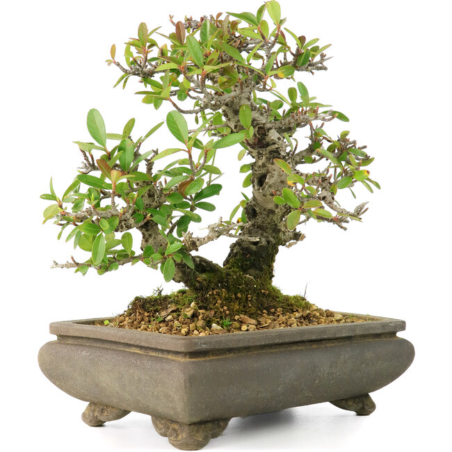 Pyracantha, 19 cm, ± 20 Jahre alt, in einem gesprungenen Topf, mit kleinen roten Blüten