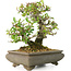 Pyracantha, 19 cm, ± 20 years old, in a cracked pot, with small red flowers