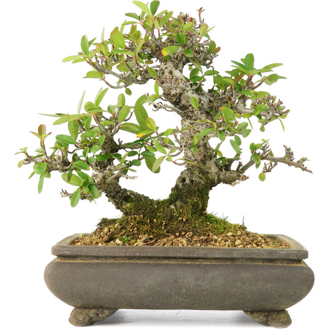 Pyracantha, 19 cm, ± 20 Jahre alt, in einem gesprungenen Topf, mit kleinen roten Blüten