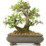 Pyracantha, 19 cm, ± 20 years old, in a cracked pot, with small red flowers