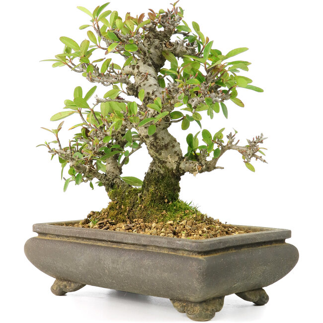 Pyracantha, 19 cm, ± 20 Jahre alt, in einem gesprungenen Topf, mit kleinen roten Blüten