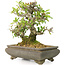 Pyracantha, 19 cm, ± 20 years old, in a cracked pot, with small red flowers