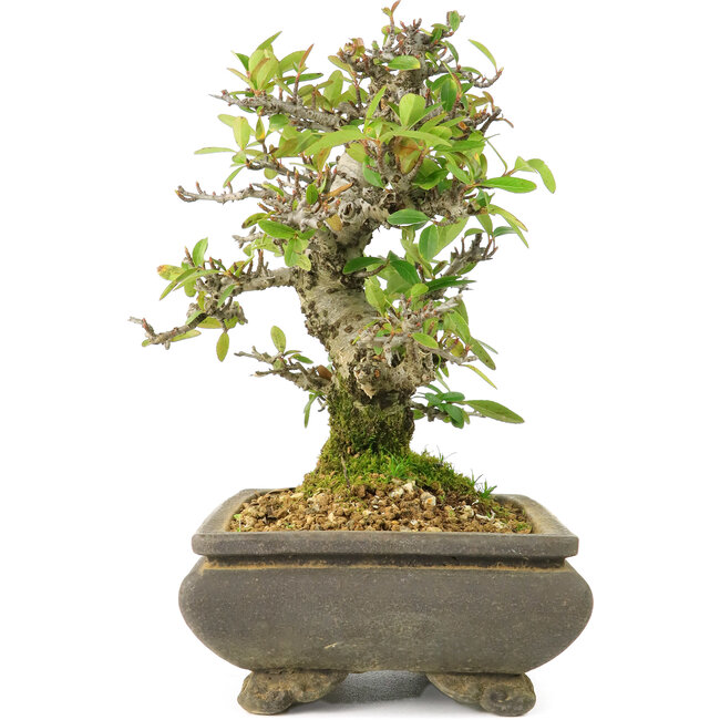 Pyracantha, 19 cm, ± 20 anni, in vaso screpolato, con piccoli fiori rossi