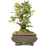 Pyracantha, 19 cm, ± 20 jaar oud, in gebarsten pot, met kleine rode bloemetjes