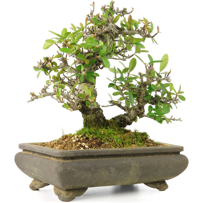 Pyracantha, 19 cm, ± 20 ans, en pot craquelé, à petites fleurs rouges