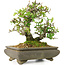 Pyracantha, 19 cm, ± 20 years old, in a cracked pot, with small red flowers