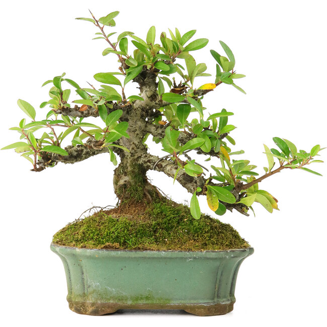 Pyracantha, 15 cm, ± 20 years old, with small red flowers