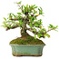Pyracantha, 15 cm, ± 20 years old, with small red flowers
