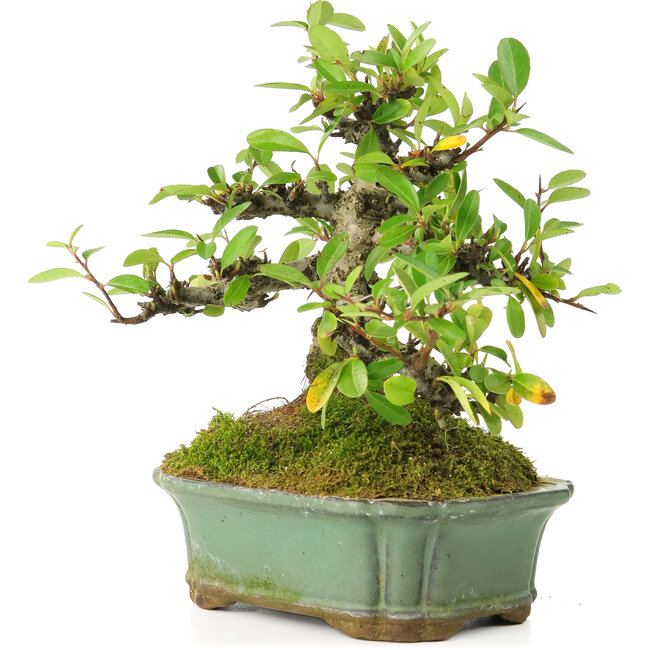 Pyracantha, 15 cm, ± 20 Jahre alt, mit kleinen roten Blüten