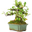Pyracantha, 15 cm, ± 20 years old, with small red flowers