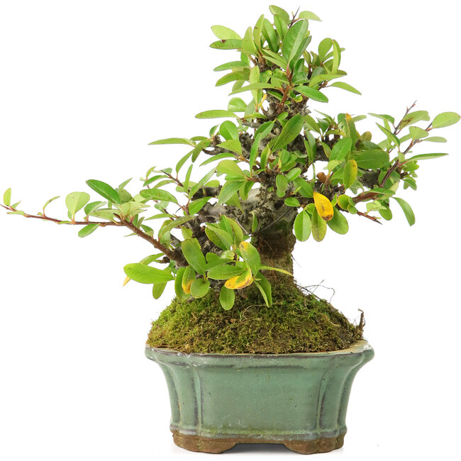 Pyracantha, 15 cm, ± 20 Jahre alt, mit kleinen roten Blüten