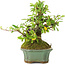 Pyracantha, 15 cm, ± 20 years old, with small red flowers