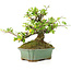 Pyracantha, 15 cm, ± 20 years old, with small red flowers