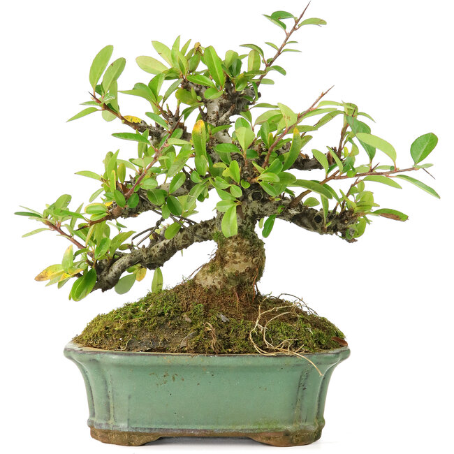 Pyracantha, 15 cm, ± 20 Jahre alt, mit kleinen roten Blüten