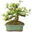 Pyracantha, 15 cm, ± 20 years old, with small red flowers