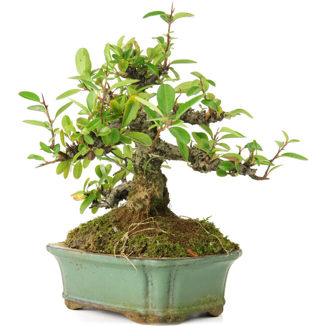 Pyracantha, 15 cm, ± 20 anni, con piccoli fiori rossi
