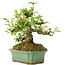 Pyracantha, 15 cm, ± 20 years old, with small red flowers