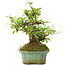 Pyracantha, 15 cm, ± 20 years old, with small red flowers
