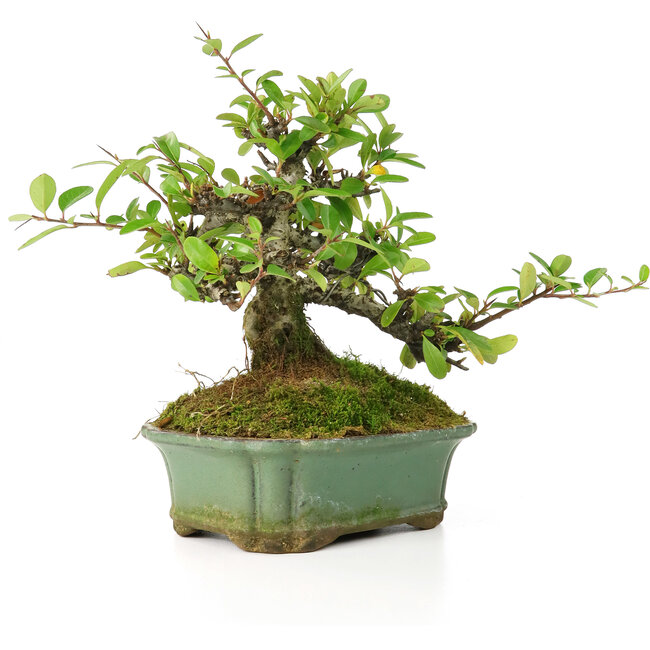 Pyracantha, 15 cm, ± 20 años, con pequeñas flores rojas