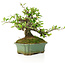 Pyracantha, 15 cm, ± 20 years old, with small red flowers