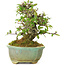 Pyracantha, 15 cm, ± 20 anni, con piccoli fiori rossi