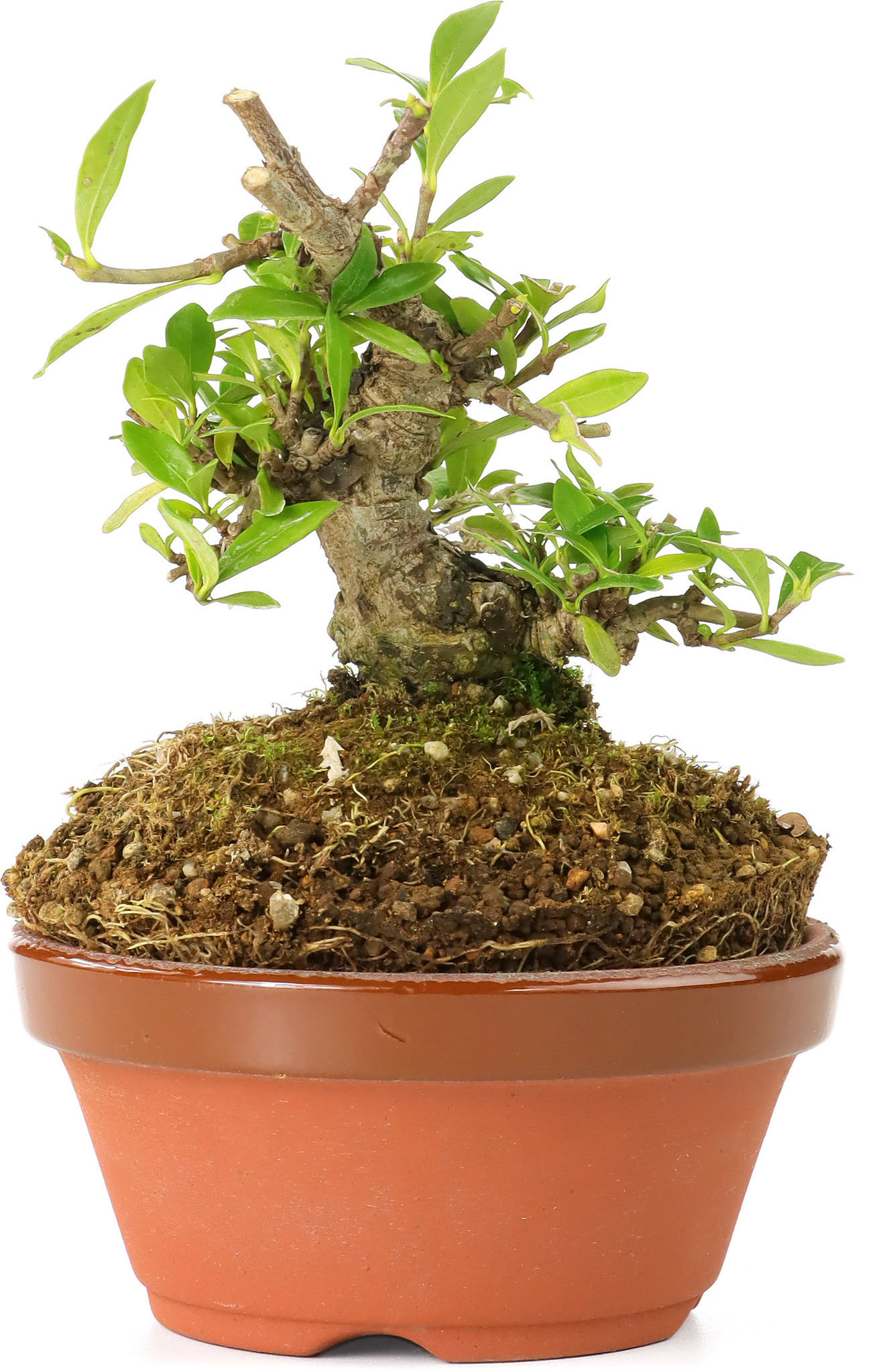 Gardenia jasminoides, 10 cm, ± 10 años, con flores blancas y frutos  anaranjados - Bonsai Plaza