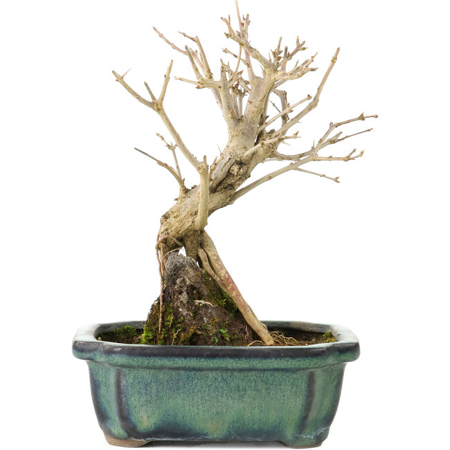 Punica granatum, 17 cm, ± 8 years old, with white flowers and orange berries
