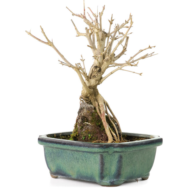 Punica granatum, 17 cm, ± 8 anni, con fiori bianchi e bacche d'arancio