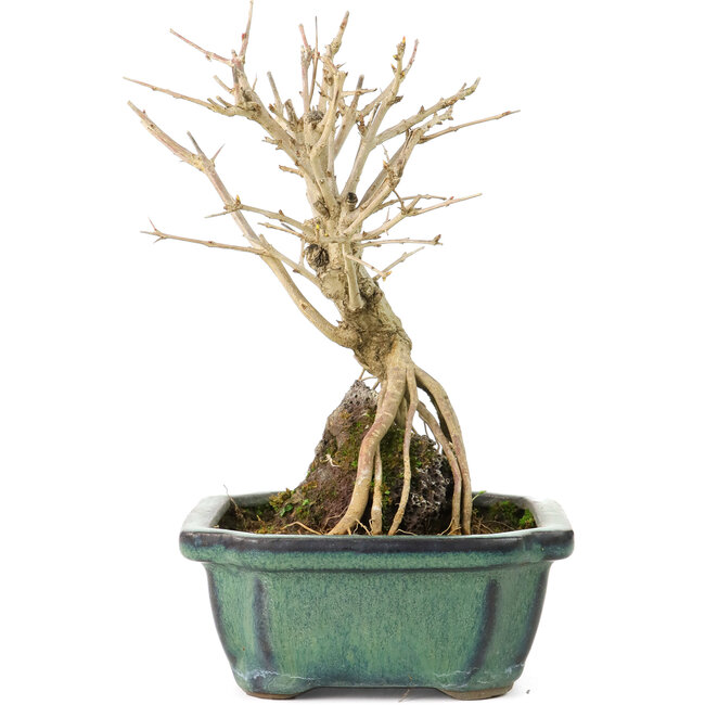 Punica granatum, 17 cm, ± 8 Jahre alt, mit weißen Blüten und orangefarbenen Beeren