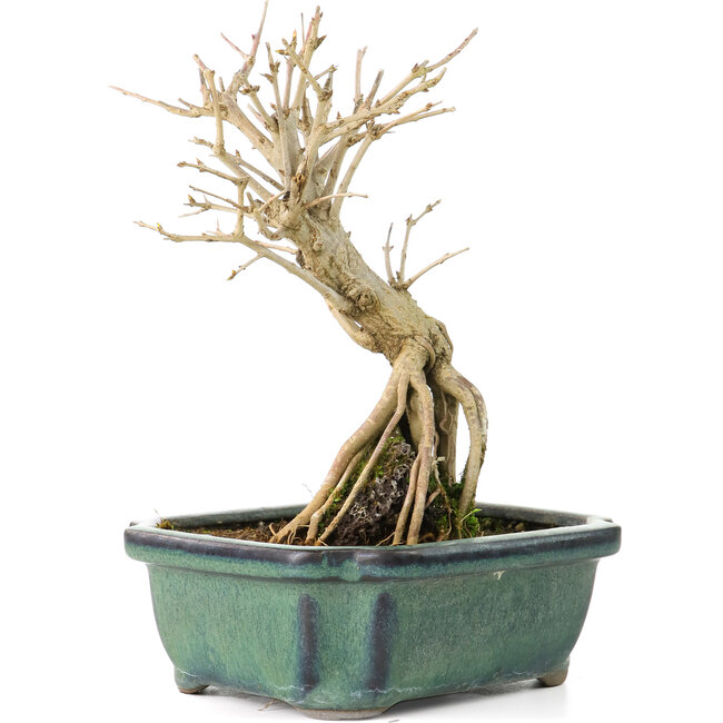 Punica granatum, 17 cm, ± 8 años, con flores blancas y frutos anaranjados