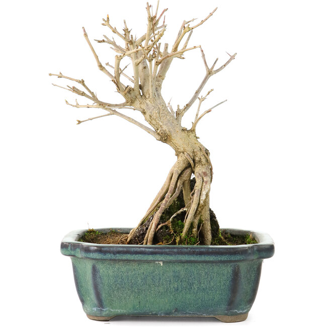 Punica granatum, 17 cm, ± 8 años, con flores blancas y frutos anaranjados