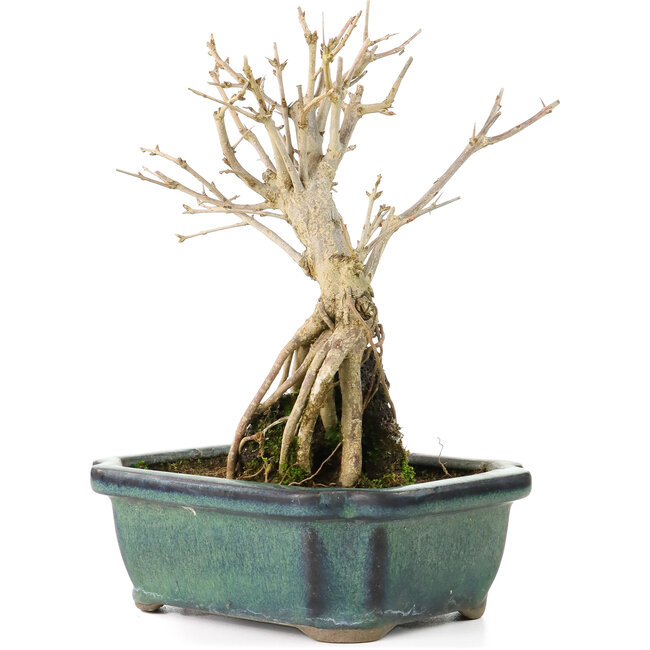 Punica granatum, 17 cm, ± 8 years old, with white flowers and orange berries