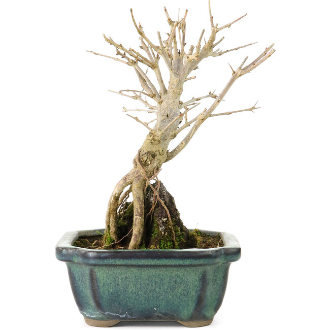 Punica granatum, 17 cm, ± 8 ans, à fleurs blanches et baies oranges