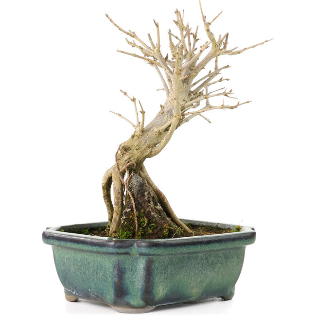 Punica granatum, 17 cm, ± 8 ans, à fleurs blanches et baies oranges