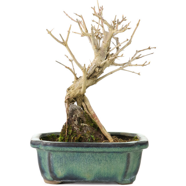 Punica granatum, 17 cm, ± 8 anni, con fiori bianchi e bacche d'arancio