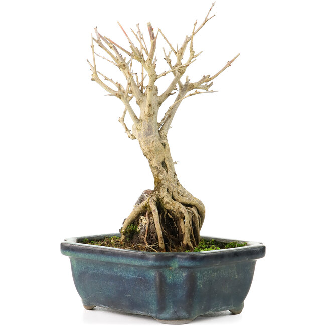 Punica granatum, 18 cm, ± 8 years old, with white flowers and orange berries