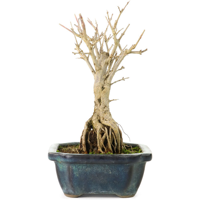 Punica granatum, 18 cm, ± 8 ans, à fleurs blanches et baies oranges