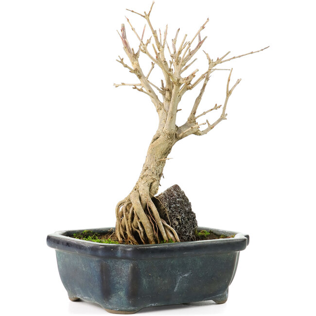 Punica granatum, 18 cm, ± 8 ans, à fleurs blanches et baies oranges