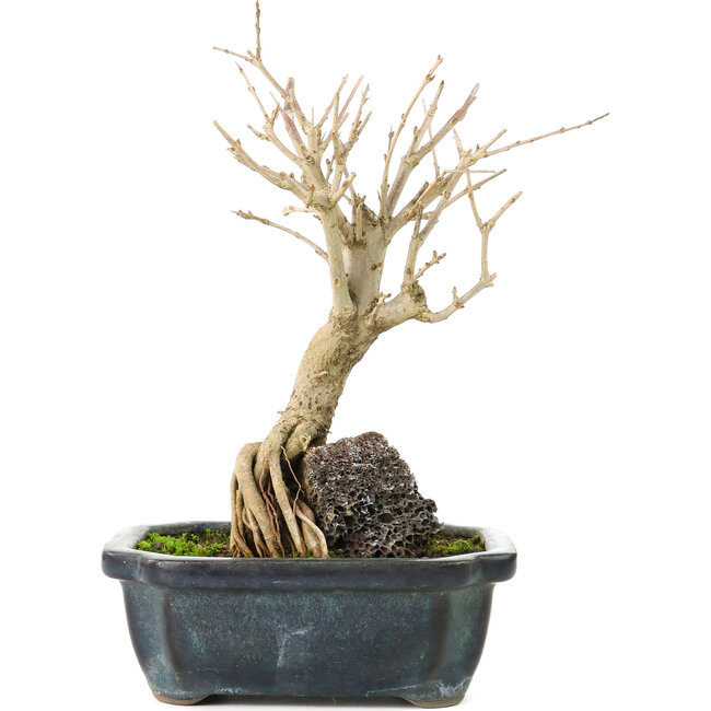 Punica granatum, 18 cm, ± 8 años, con flores blancas y frutos anaranjados