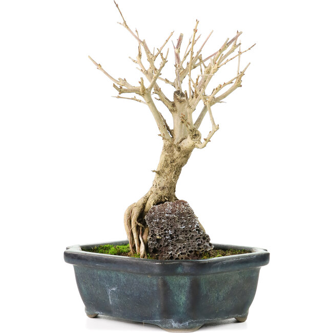 Punica granatum, 18 cm, ± 8 jaar oud, met witte bloemen en oranje bessen