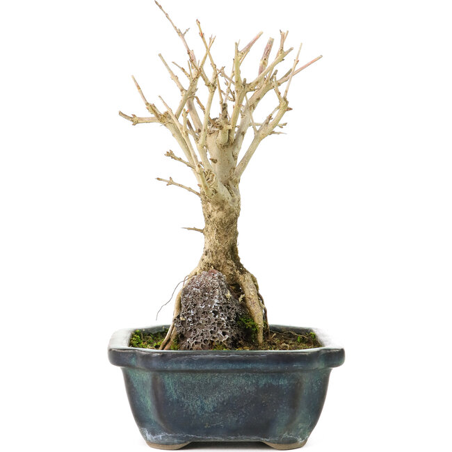 Punica granatum, 18 cm, ± 8 años, con flores blancas y frutos anaranjados