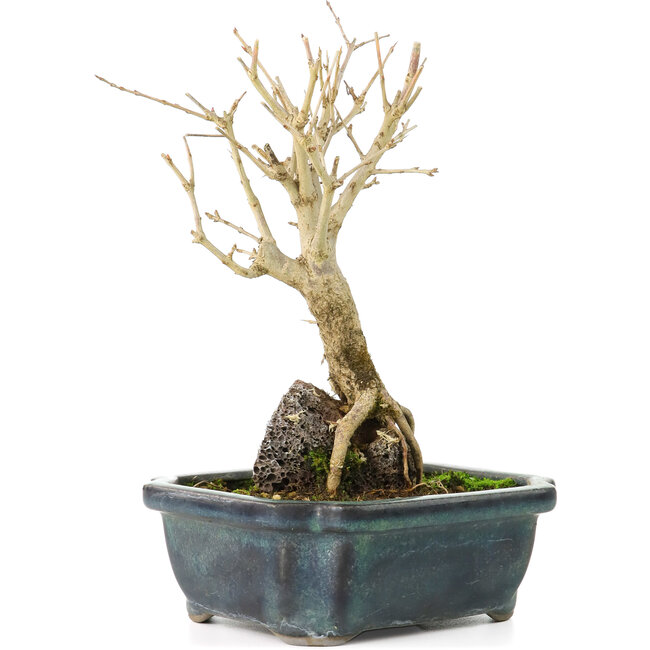 Punica granatum, 18 cm, ± 8 ans, à fleurs blanches et baies oranges