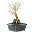 Punica granatum, 18 cm, ± 8 ans, à fleurs blanches et baies oranges