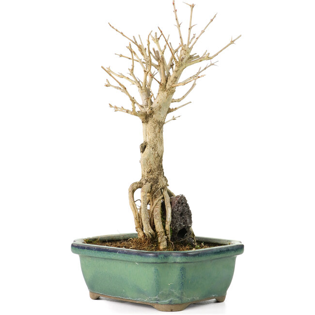 Punica granatum, 21 cm, ± 8 años, con flores blancas y frutos anaranjados