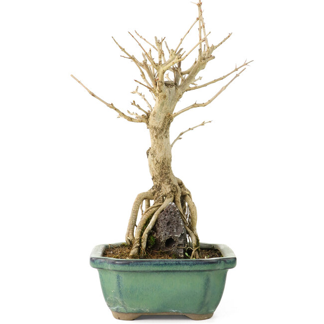 Punica granatum, 21 cm, ± 8 Jahre alt, mit weißen Blüten und orangefarbenen Beeren